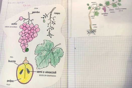 novità scuola primaria e infanzia vallo della lucania